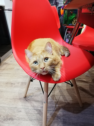 Пластиковый стул Eames PC-015 серый фото покупателя 135