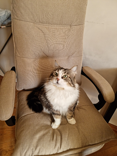 Компьютерное кресло Rapid серое фото покупателя 42