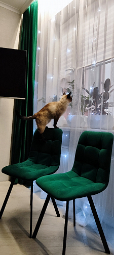 Стул на металлокаркасе Чилли К черный / зеленый фото покупателя 413