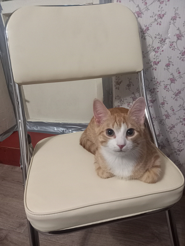 Стул Chair раскладной оранжевый фото покупателя 19