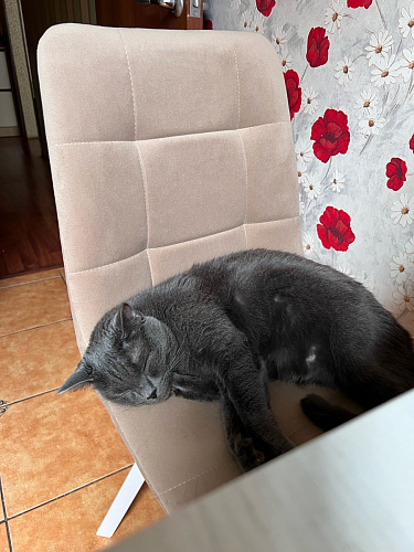 Стул на металлокаркасе Чилли синий / белый фото покупателя 1100