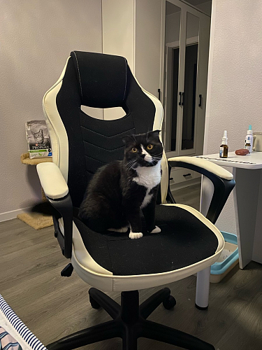 Компьютерное кресло Gamer черное / серое фото покупателя 26