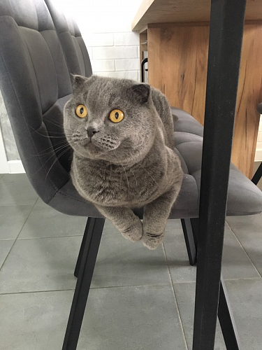 Стул на металлокаркасе Чилли синий / белый фото покупателя 1001