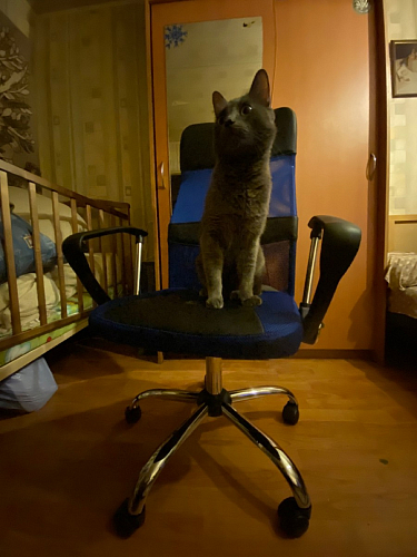 Компьютерное кресло ARANO черное фото покупателя 231