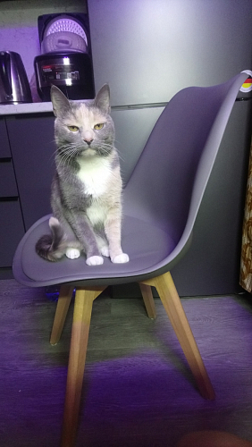 Стул Bonuss велюр coral фото покупателя 7