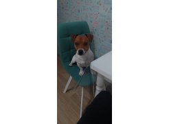 Стул на металлокаркасе Чилли горчичный / белый фото покупателя 56