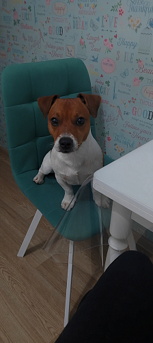 Стул на металлокаркасе Чилли темно-серый / черный каркас фото покупателя 56