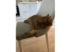 Стул на металлокаркасе Kora green / black фото покупателя 264