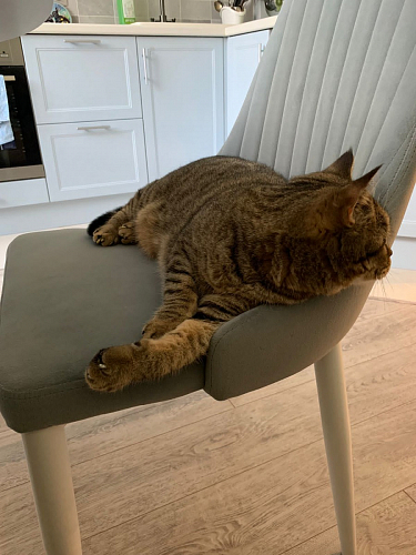 Стул на металлокаркасе Kora green / black фото покупателя 264