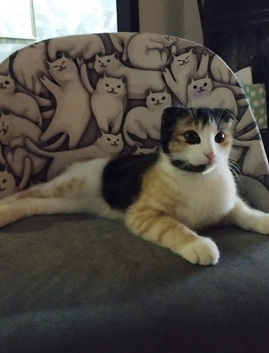 Компьютерное кресло Melody черное фото покупателя 220