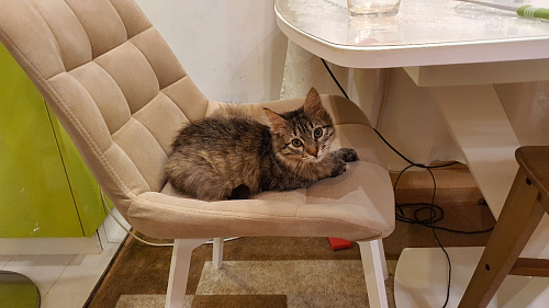 Стул на металлокаркасе Челси бежевый / черный фото покупателя 10