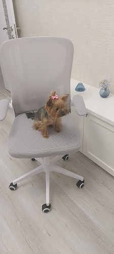 Компьютерное кресло Konfi light gray / blue / white фото покупателя 141