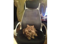 Компьютерное кресло Burgos белое фото покупателя 50