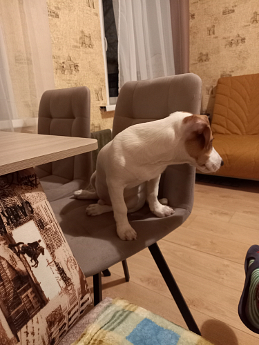 Стул на металлокаркасе Чилли зеленый / черный фото покупателя 1097