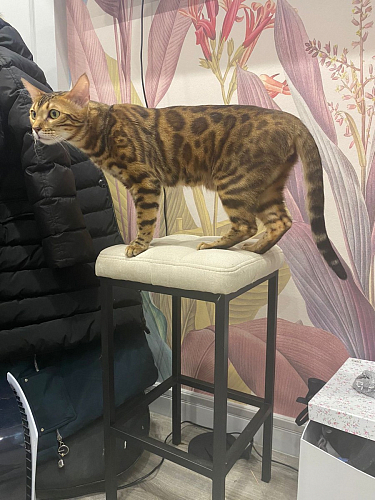 Барный стул Лофт микровелюр катания блэк / черный матовый фото покупателя 19