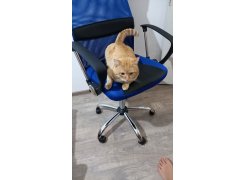 Компьютерное кресло Arano синее фото покупателя 61