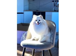 Стул на металлокаркасе Gabi 1 gray / black фото покупателя 20