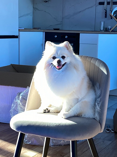 Стул на металлокаркасе Gabi 1 light purple / black фото покупателя 20