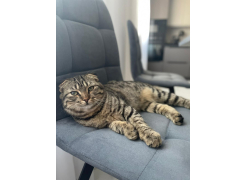 Стул на металлокаркасе Чилли горчичный / белый фото покупателя 686