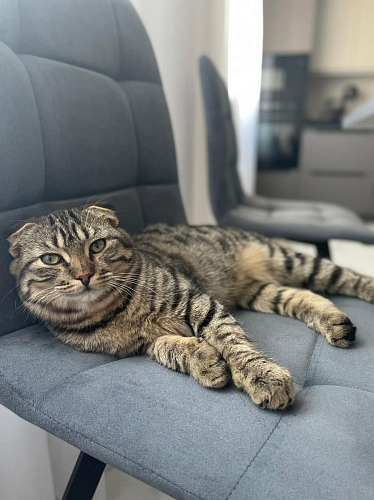 Стул на металлокаркасе Чилли темно-серый / черный каркас фото покупателя 686