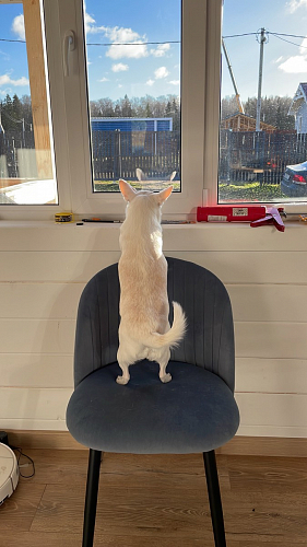 Стул на металлокаркасе Gabi dark beige / black / silver фото покупателя 318