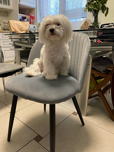 Стул на металлокаркасе Gabi 1 light blue / black / gold фото покупателя 915