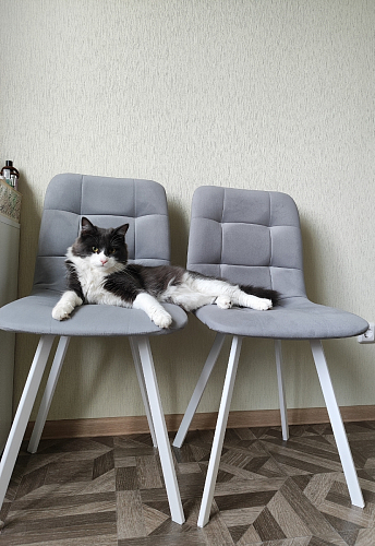 Стул на металлокаркасе Чилли светло-серый / белый каркас фото покупателя 388