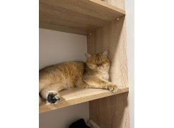 Готовая прихожая Пети дуб сонома / белый фото покупателя 78