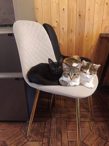 Стул на металлокаркасе Dabl 01 champagne / gold фото покупателя 3