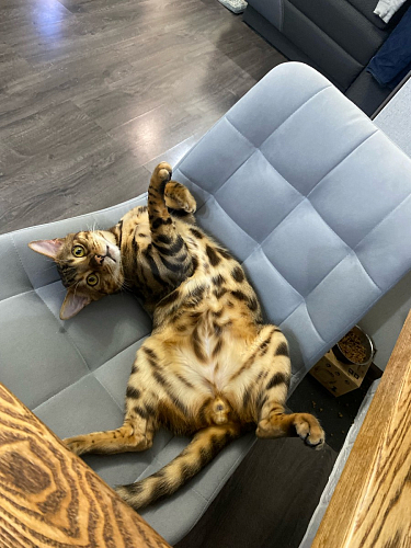 Стул на металлокаркасе Челси бирюзовый / черный фото покупателя 6