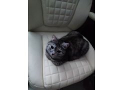 Компьютерное кресло Herd темно-серое фото покупателя 84