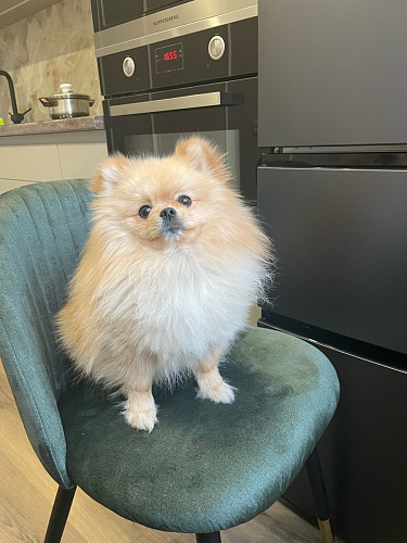 Стул на металлокаркасе Gabi 1 light purple / black / gold фото покупателя 16