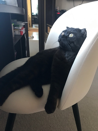 Стул Vels бежевый фото покупателя 7