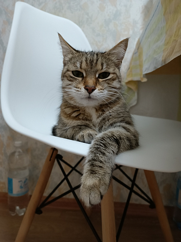 Пластиковый стул Eames PC-015 желтый фото покупателя 42