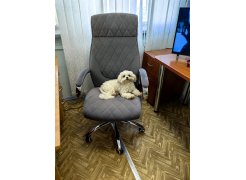 Компьютерное кресло Monte белое фото покупателя 1