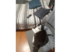 Стул Madina dark walnut / fabric grey фото покупателя 4