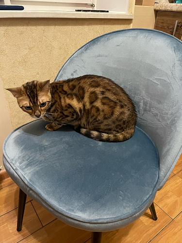 Стул на металлокаркасе Dodo blue фото покупателя 12