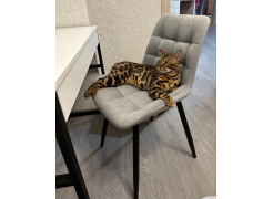 Стул на металлокаркасе Челси бирюзовый / черный фото покупателя 38