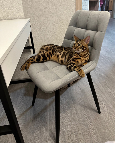 Стул на металлокаркасе Челси велюр коричневый / черный каркас фото покупателя 38