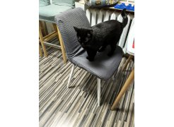 Стул на металлокаркасе Седа К 02 светло-серый / белый фото покупателя 289