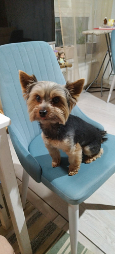 Стул на металлокаркасе Kora dark gray / black фото покупателя 95