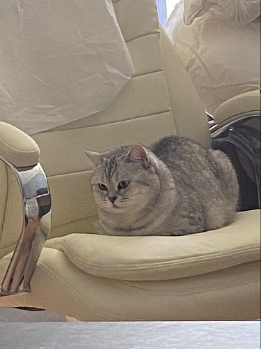 Компьютерное кресло Tomar коричневое фото покупателя 42