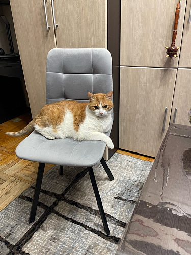 Стул на металлокаркасе Чилли К светло-серый велюр / черный каркас фото покупателя 67