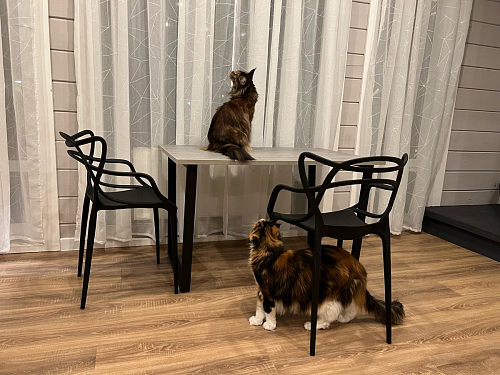 Стол Лота Лофт 140 25 мм черный матовый / бетон фото покупателя 588