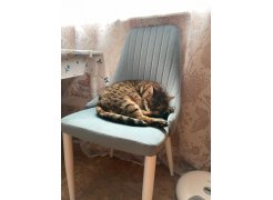 Стул на металлокаркасе Kora beige / black фото покупателя 279