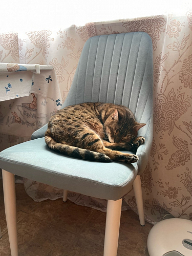 Стул на металлокаркасе Kora beige / black фото покупателя 279