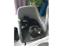 Стул на металлокаркасе Slam тёмно-серый фото покупателя 46