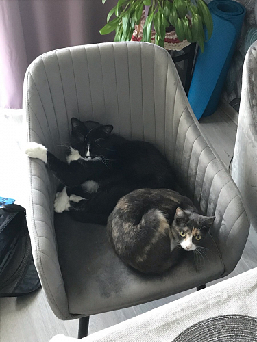 Стул на металлокаркасе Slam dark beige фото покупателя 31