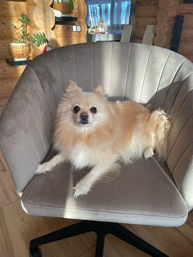 Компьютерное кресло Тибо светло-коричневый / белый фото покупателя 128